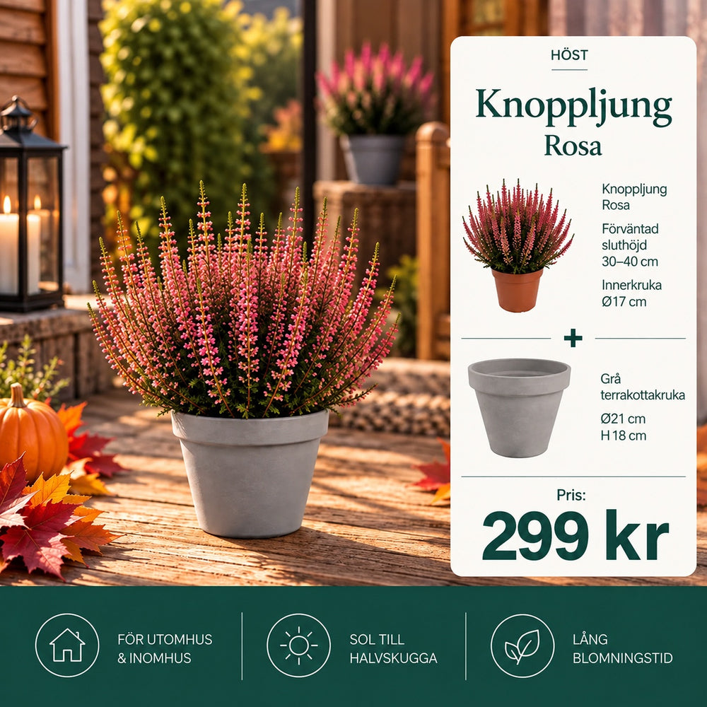 Knoppljung Rosa – 12 cm + Grå terrakottakruka