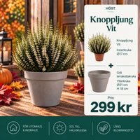 Knoppljung Vit – 17 cm + Grå terrakottakruka