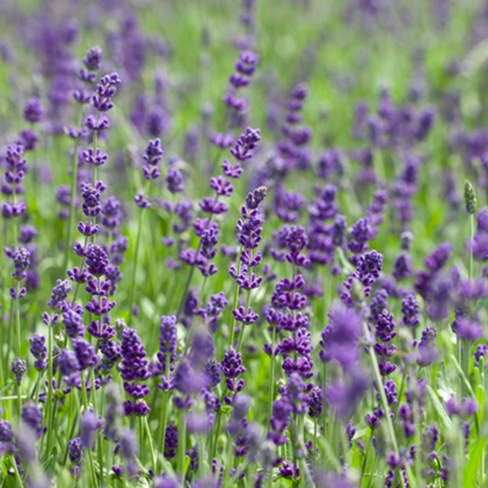 Lavandula 19cm kruka, lila plastkruka ,Lavandula angustifolia 'Blue Scent'
