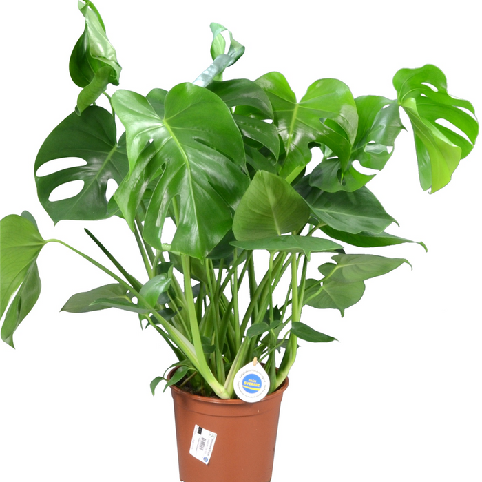 Monstera 21 cm plastkruka