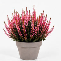 Knoppljung Rosa – 12 cm + Grå terrakottakruka