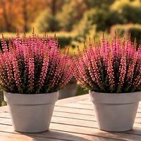 Knoppljung Rosa – 12 cm + Grå terrakottakruka