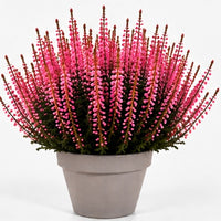Knoppljung Rosa – 17 cm + Grå terrakottakruka