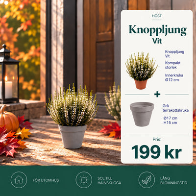 Knoppljung Vit – 12 cm + Grå terrakottakruka