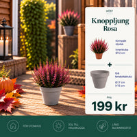 Knoppljung Rosa – 17 cm + Grå terrakottakruka