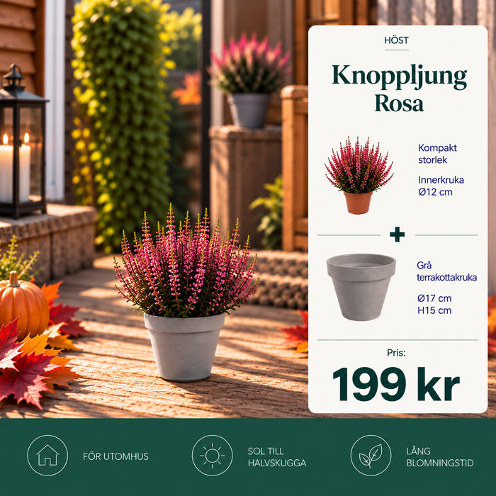 Knoppljung Rosa – 17 cm + Grå terrakottakruka