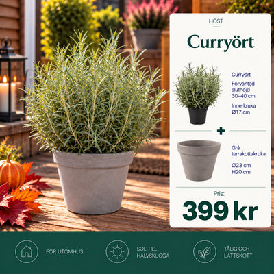 Curryört + Grå terrakottakruka