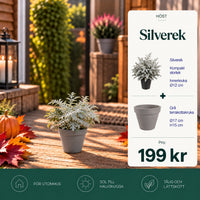 Silverek + Grå terrakottakruka