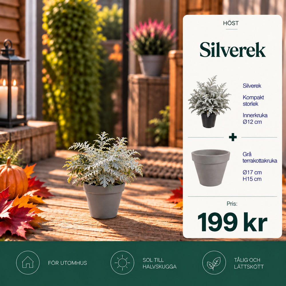 Silverek + Grå terrakottakruka