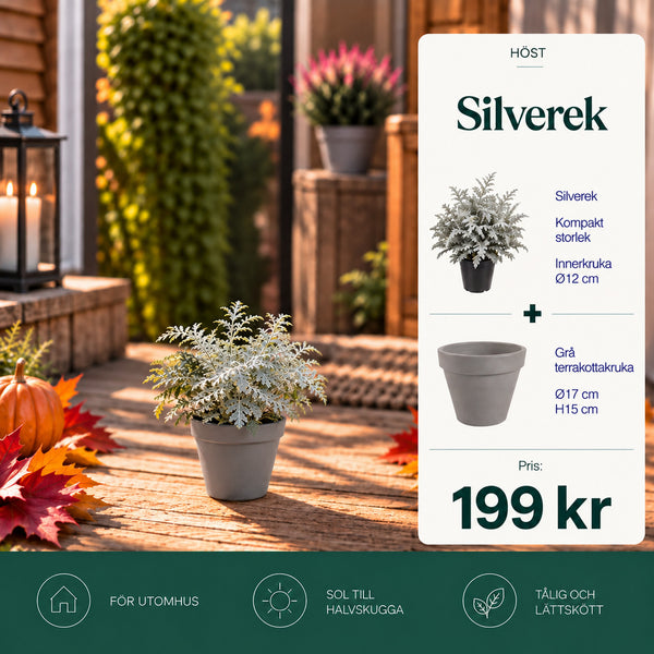 Silverek + Grå terrakottakruka