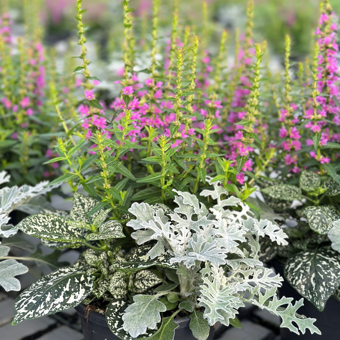 Sommarplantering 3L Kruka med Rosa Blommor och Silvergrönt Bladverk
