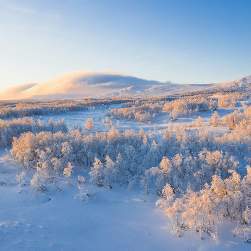 Jul & vinter